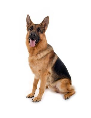Hoe bescherm je je hond tegen oormijt? 