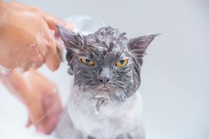 Perzische Kat wordt gewassen in bad