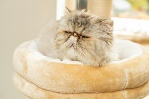 Perzische Kat in wit mandje aan het slapen