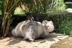 Perzische Kat buiten op wandel in de tuin