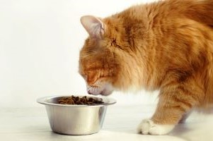 Volwassen Perzische Kat aan het eten uit metaal kommetje