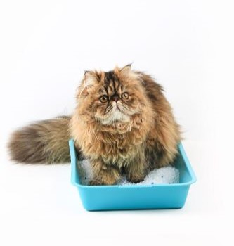 Perzische Kat in een blauwe kattenbak