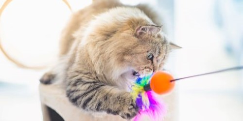 Perzische Kat binnen aan het spelen met speelgoed