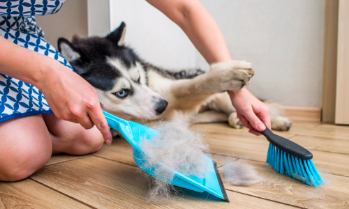 Influence de la race du chien sur la perte de cheveux