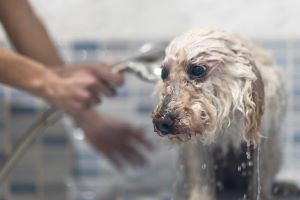 Poedel wordt gewassen in bad