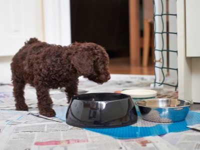 puppy poedel aan het eten uit een grote zwarte kom