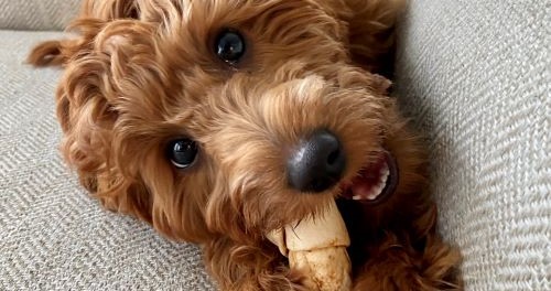 Poedel aan het eten van gezonde snacks 