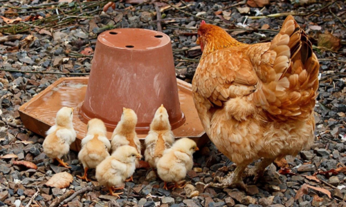Poussins après 16 semaines avec des poulets