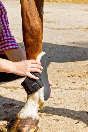 Poten van een paard beschermen tegen insecten