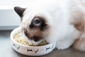 Volwassen Ragdoll kat eet uit kommetje met kattenprint