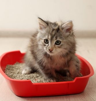 Kitten ragdoll in een klein rood kattenbak