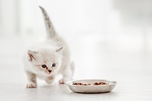 Wit Ragdoll kitten eet uit wit kommetje 