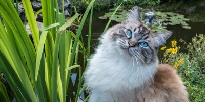 Ragdoll kat met blauwe ogen in tuin met bloemetjes