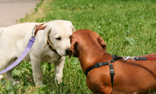 Le collier, le harnais et la laissen chez les chiots