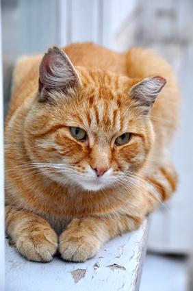 Roste kat op een witte venster bank