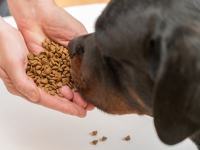 Volwassen rottweiler eet gezonde hondenbrokjes uit de handen van zijn baasje