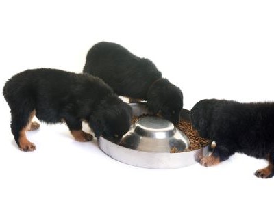 3 puppy rottweilers eten puppybrokken met de juiste voeddingsstoffen uit een metalen voederbak
