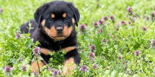 puppy Rottweiler ligt in het gras met bloemetjes
