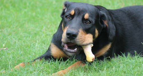 Rottweiler knabbelt op een kauwsnack in het gras