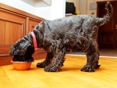 Volwassen Schnauzer eet uit voerbak met voeding afgestemd op zijn behoeften