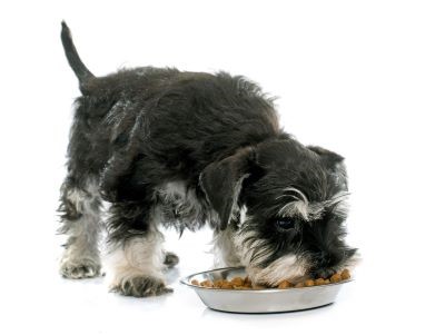 Schnauzer puppy eet uit voerbak met voeding aangepast aan jonge honden