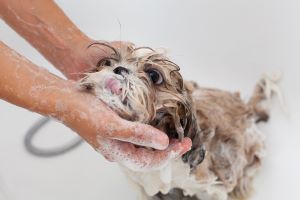 Shih Tzu wordt gewassen in bad