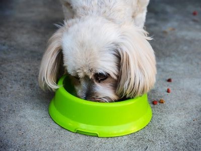 volwassen Shih Tzu aan het eten uit een fel groen kommetje 