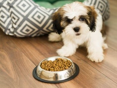 Shih Tzu als puppy aan het eten uit een metalen kommetje 