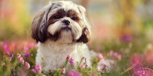 Shih Tzu in een veld van bloemetjes