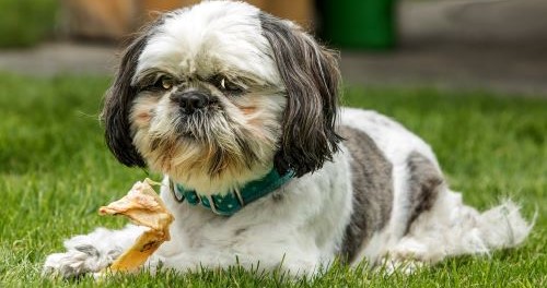 Shih Tzu aan het eten van gezonde snacks