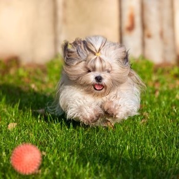 Shih Tzu aan het spelen met speelgoed in de tuin