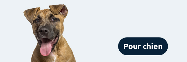 Boutique d'accessoires pour chiens : alimentation et hygiène canine