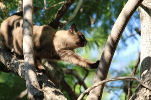 Siamese kat zit buiten in een boom