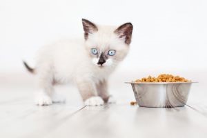 Siamees kitten aan het eten uit een metalen kommetje