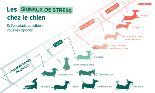 Les signaux de stress chez le chien
