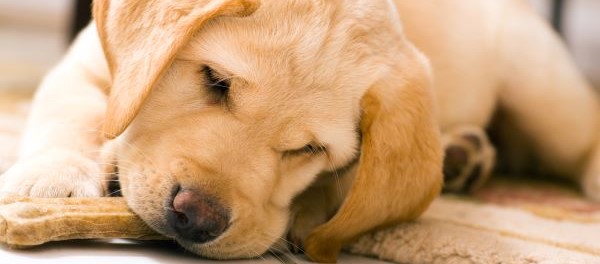 labrador aan het eten van gezonde snacks