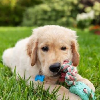 labrador aan het spelen met speelgoed