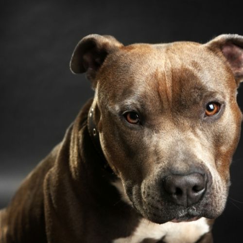 Staffordshire Bull Terrier - Hondenrassen | Pharmapets