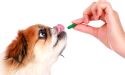 supplementen voor Duitse Herder