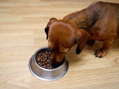 Volwassen kleine hond eet brokjes uit voerbak, voeding afgestemd op volwassen honden.