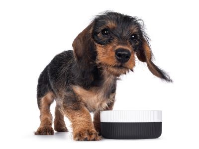 Teckel als puppy aan het eten uit een wit en zwart kommetje