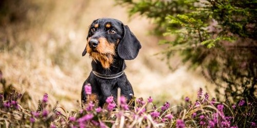 Teckel in een bos met paarse bloemetjes voor hem