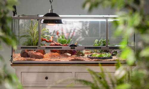 Un assez grand terrarium pour le dragon barbu