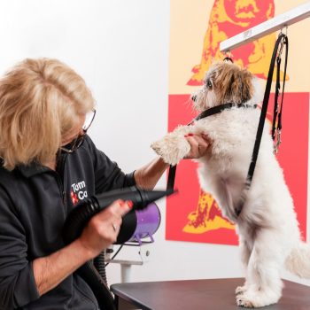 Toilettage pour chien Tom&Beauty