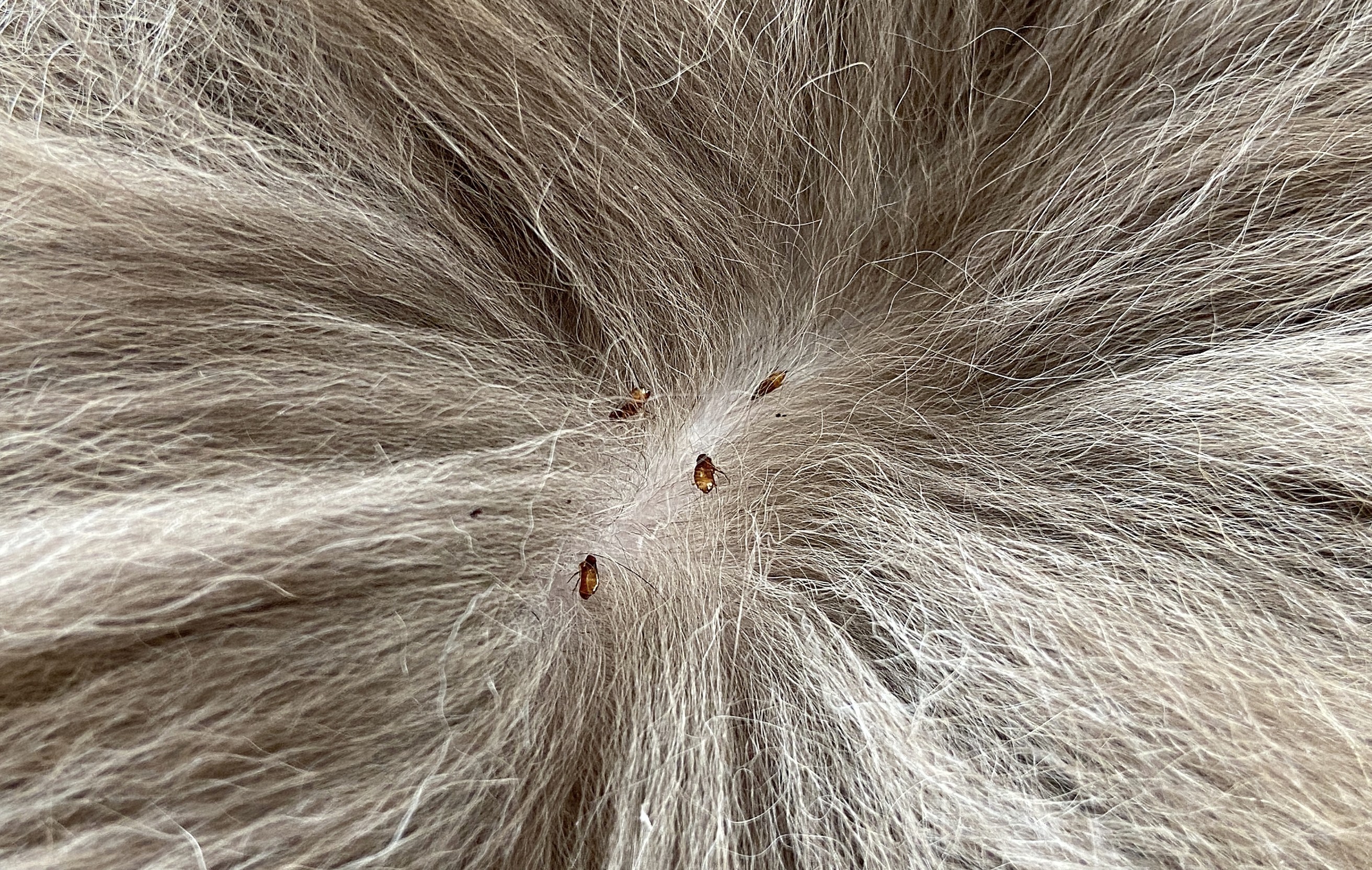 Les puces chez votre chien
