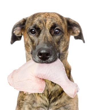 Wat doen als hond voedselvergiftiging heeft? 