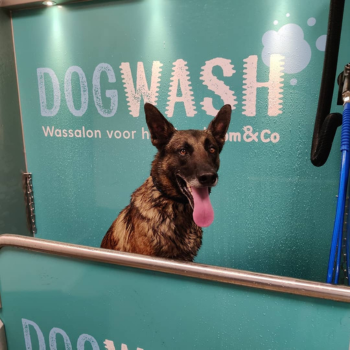 Chien dans dogwash Tom&Co