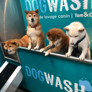 Lavage de chiens en dogwash Tom&co
