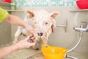 West Highland Terriër wordt gewassen 
