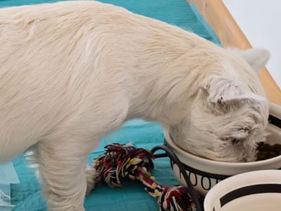 West Highland Terriër als puppy aan het eten uit een wit kommetje 